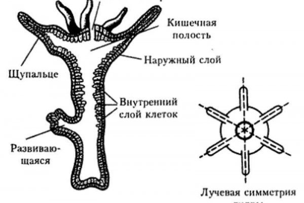 Где взять ссылку на кракен kraken014 com